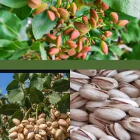مرکز خرید و فروش پسته