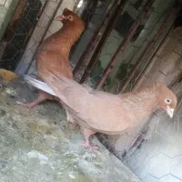 کفتر.چهارتا دمسفید. سرگ سبز. زرد خطی. همه پرشی
