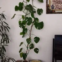 گل برگ انجیری