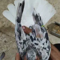 کبوتر دورگ