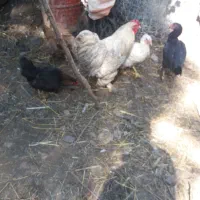 خروس برهما دوساله نطفه دار