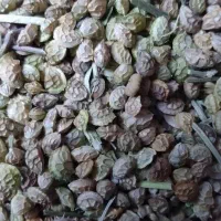 بذر گرنگل  یا  اسپرس