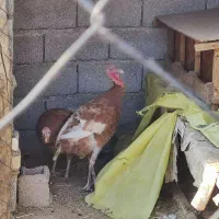 بوقلمون ماده
