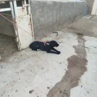 سگ ماده گله ای رایگان