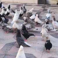 کبوتر دمی، سینه ، دم سفید ،سبز سوسنی