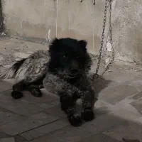 نر و لاس نگهبان