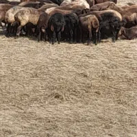 گوسفند