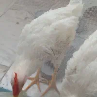 جوجه ۵ ماهه