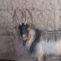 نربز عشقی