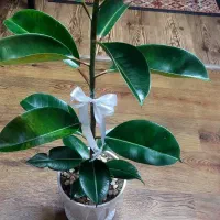 گل طبیعی برای هدیه