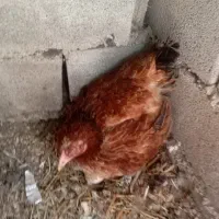 مرغ لاری دورگ