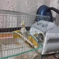 عروس هلندی
