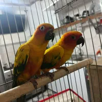 جفت خورشیدی سانکانور