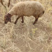 بره نر