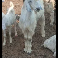 کهره نر