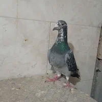 پلاکی|پرنده|مهریز, |دیوار