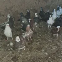 کفتر  پرشی