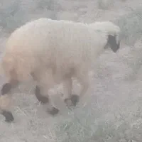 بره ماده چاق سرحال