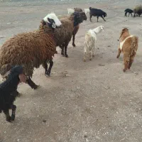 قوچ افشار بزری|حیوانات مزرعه|نیشابور, مازول|دیوار