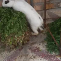 خرگوش لپ جرسی