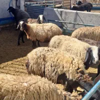 گوسفندشال  اصل