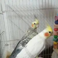 جفت عروس هلندی