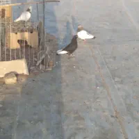 کبوتر قره سوری
