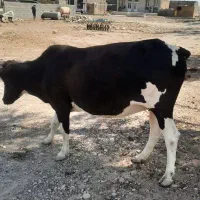 گاو خشک