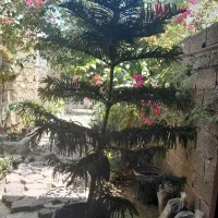 باسلام تعدادی گل باقیمت مناسب