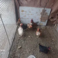 مرغ و خروس