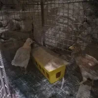 جوجه (۳ماهه)