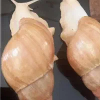 حلزون