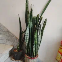 گل سانسوریا