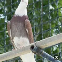 کفتر شازده الماسی کمربندی