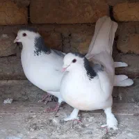 کفتردمگیرگل پنبه ی