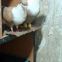 کبوتر  رنگی  آس  چپ سرخ  کرواتی کاکل