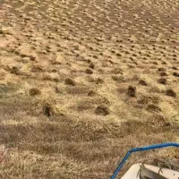 درو گندم با چق چقه