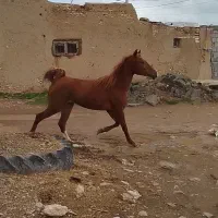 مادیون سالم بی نظیر