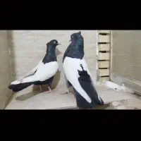 سینه سیاه