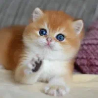 گربه بیریتیش واسکاتیش گلد ny11 و ny12|گربه|تهران, آسمان|دیوار