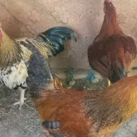 سه عدد خروس ۵ ماه