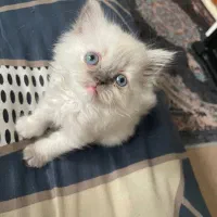 بچه گربه پرشین