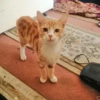 واگذاری 3عددگربه 4ماهه رایگان