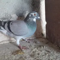 کبوتر|پرنده|ارشق, |دیوار
