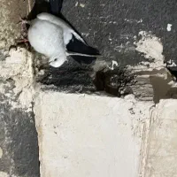 کبوتر ماده