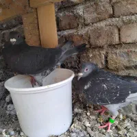 نروماده چاپی
