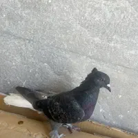 کبوتر دم سفید ونکی