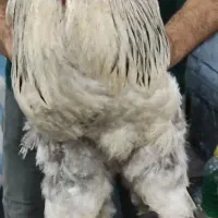 خروس برهما اصل