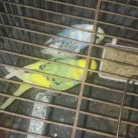 یک جفت مرغ عشق سرحال