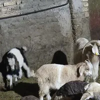 بزو ۲بزغاله نر